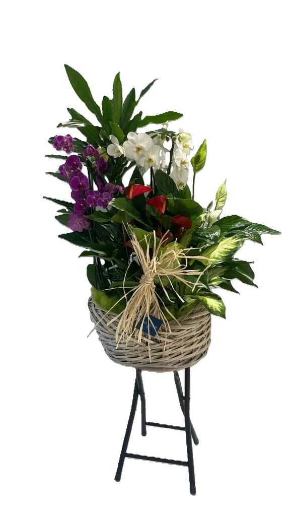 Arranjament floral amb orquídies, anturis i fulles verdes en cistell de vímet