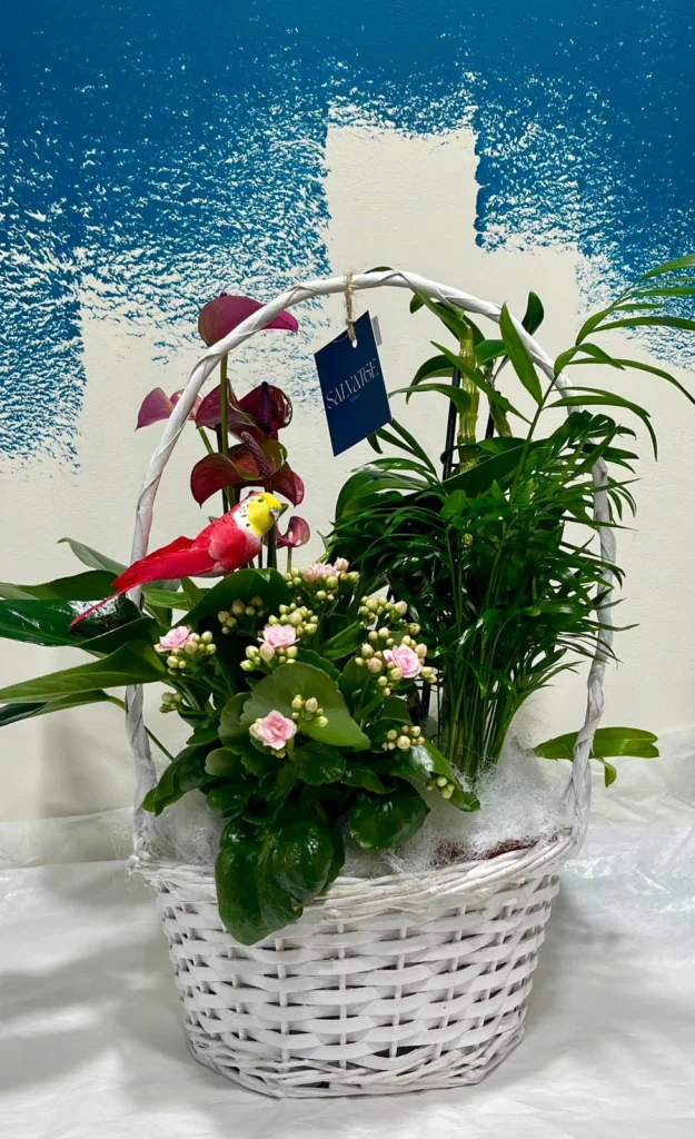 Cistella de plantes