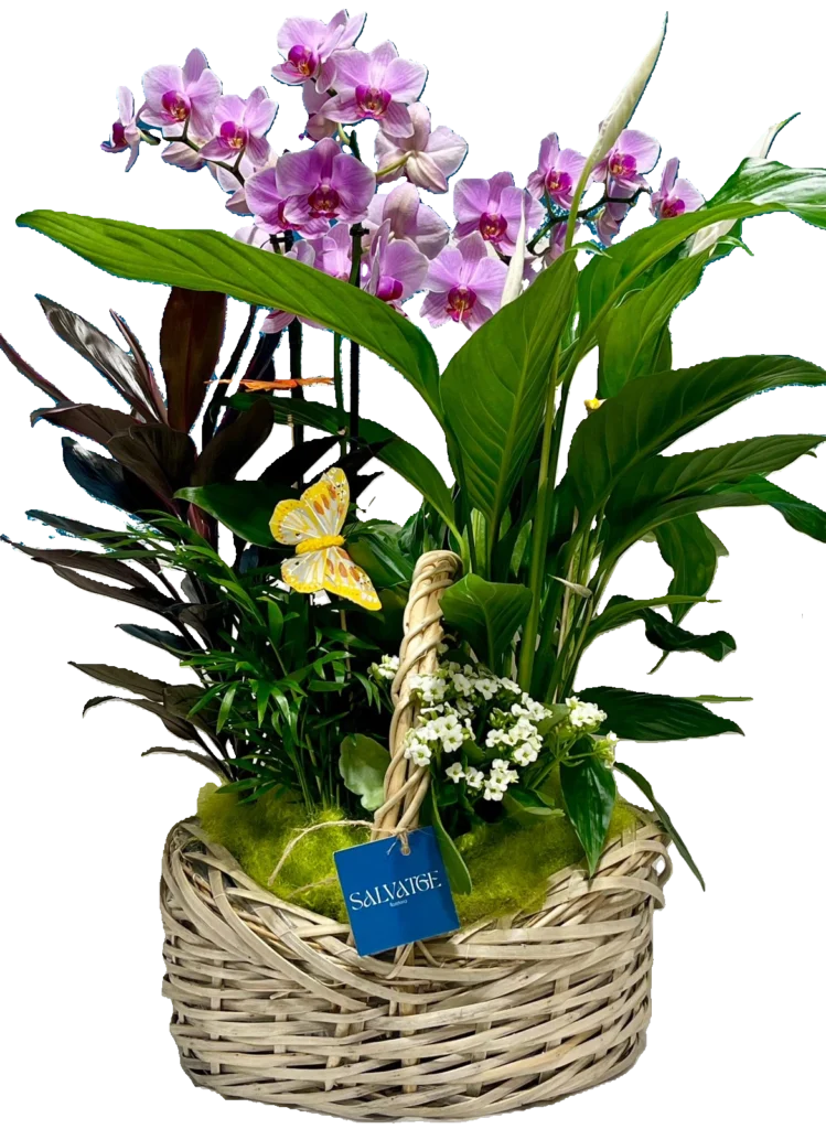 Cistella de plantes amb orquídies