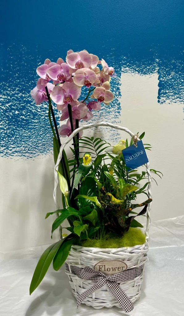 Cistella de plantes mitjana