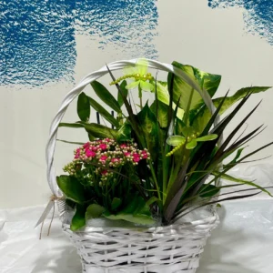 Cistella de plantes petita