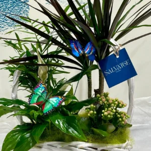 Cistella de plantes verdes