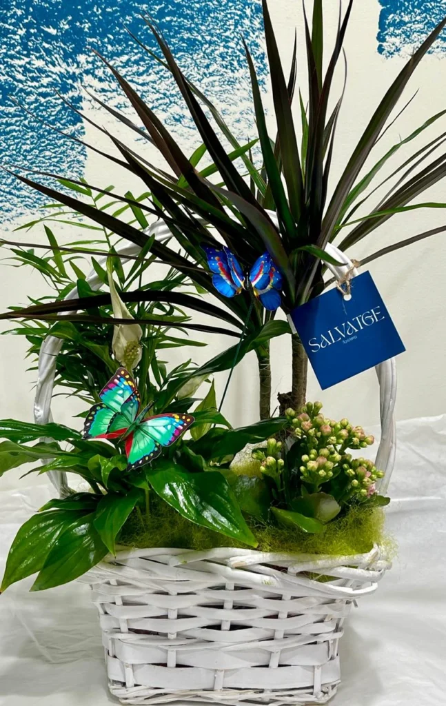 Cistella de plantes verdes