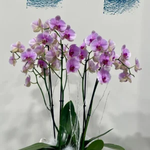 Dues Orquídies Phalaenopsis Roses en Cistell