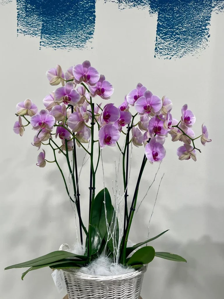 Dues Orquídies Phalaenopsis Roses en Cistell