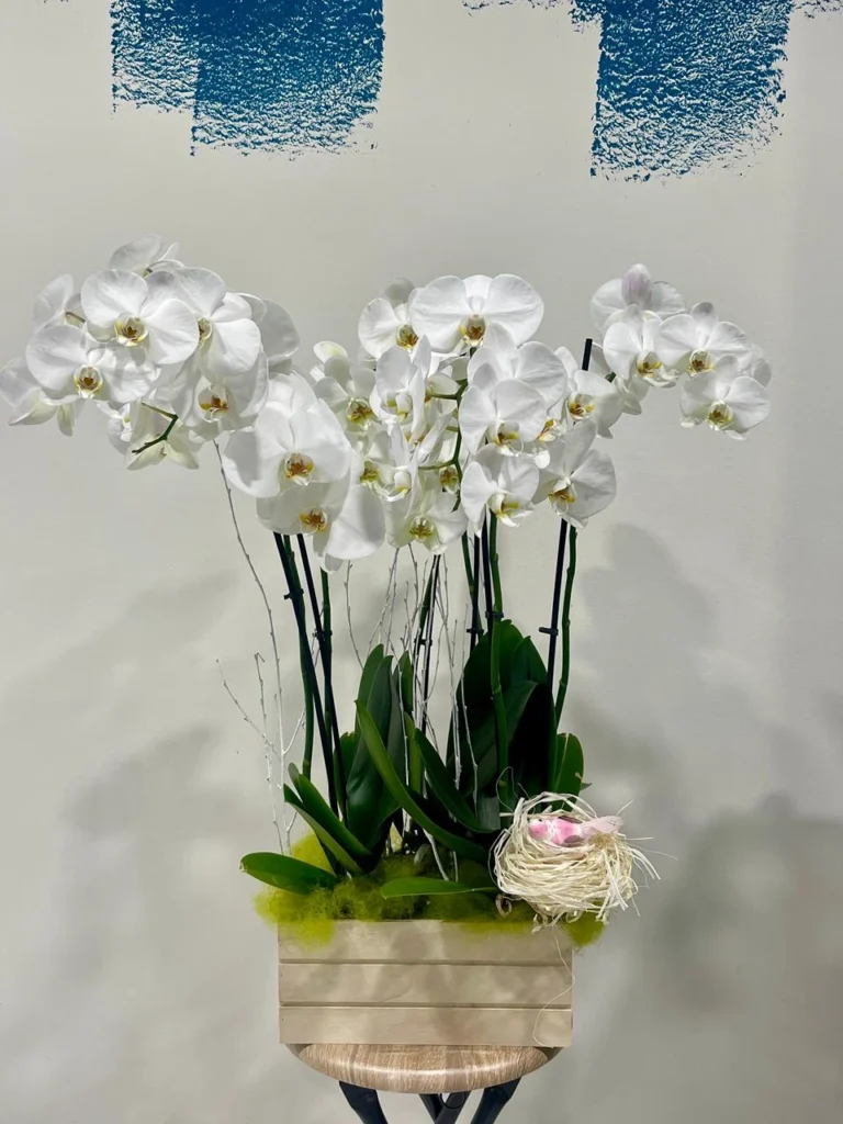 Tres Orquídies Phalaenopsis Blanques en Caixa Decorativa