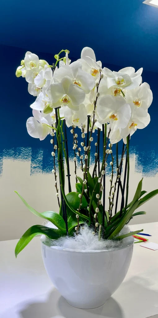 Quatre Orquídies Phalaenopsis Blanques en Test de Ceràmica