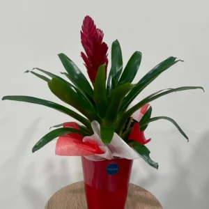 Bromèlia amb Test de Ceràmica Vermella