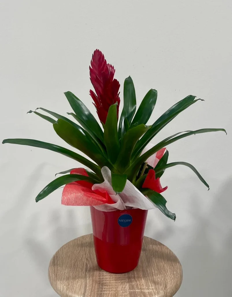Bromèlia amb Test de Ceràmica Vermella