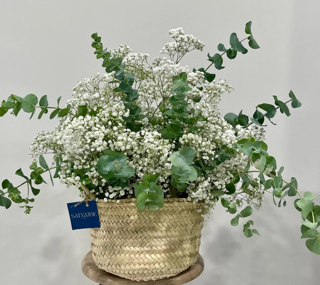 Cesta Paniculata eucalipto