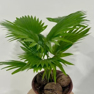Livistona amb Ceramica amb Coco Decoratiu