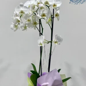 Orquídia Phalaenopsis amb Test de Ceràmica