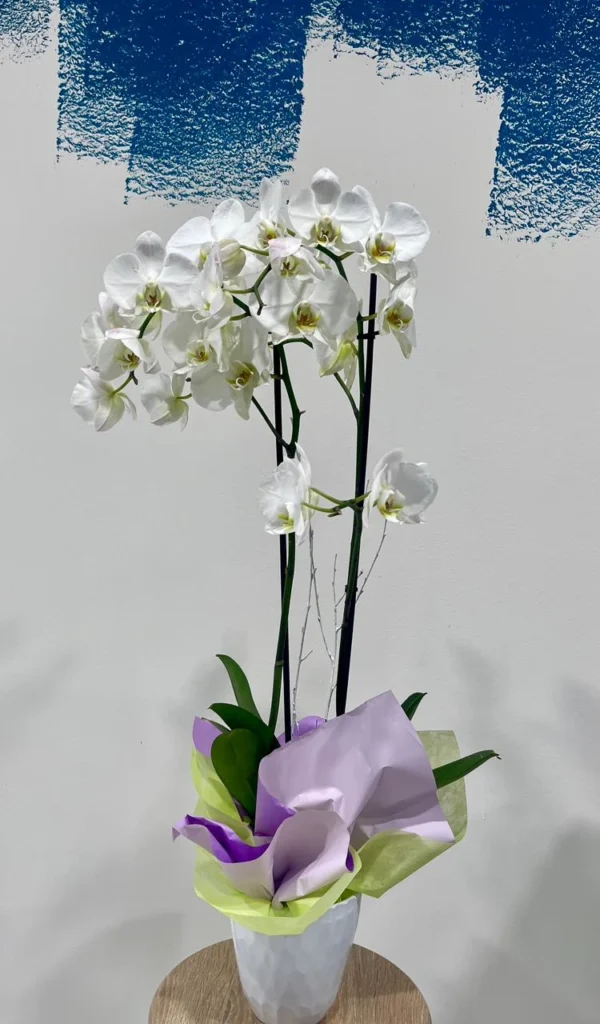 Orquídia Phalaenopsis amb Test de Ceràmica de dues varas