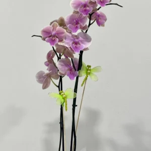 Orquídia Phalaenopsis Rosa amb Test de Ceràmica