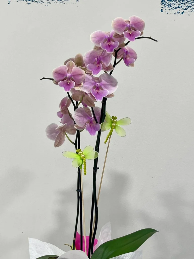 Orquídia Phalaenopsis Rosa amb Test de Ceràmica de dues varas