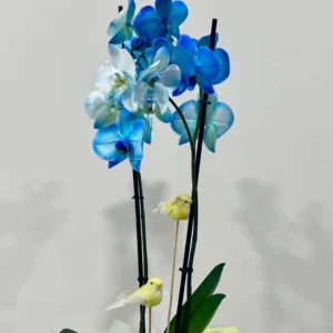 Orquídia Phalaenopsis Blava amb Test de Ceràmica