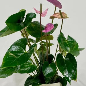 Descobreix l’Anthurium Lila: espates en tons violeta, fulles verdes brillants i test institucional. Ideal per regalar calma i creativitat.