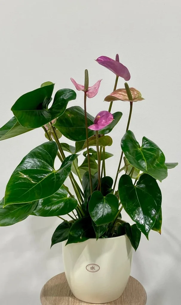 Descobreix l’Anthurium Lila: espates en tons violeta, fulles verdes brillants i test institucional. Ideal per regalar calma i creativitat.