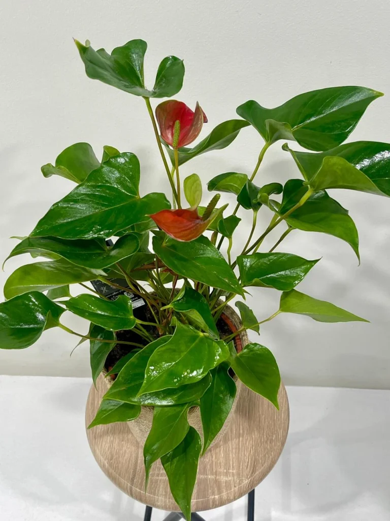 Anthurium Vermell Amb Mimbre