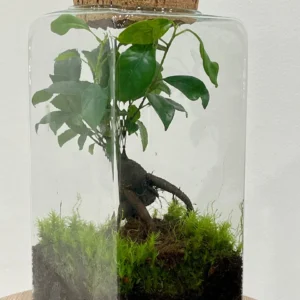 Terrarium Ficus Ginsen