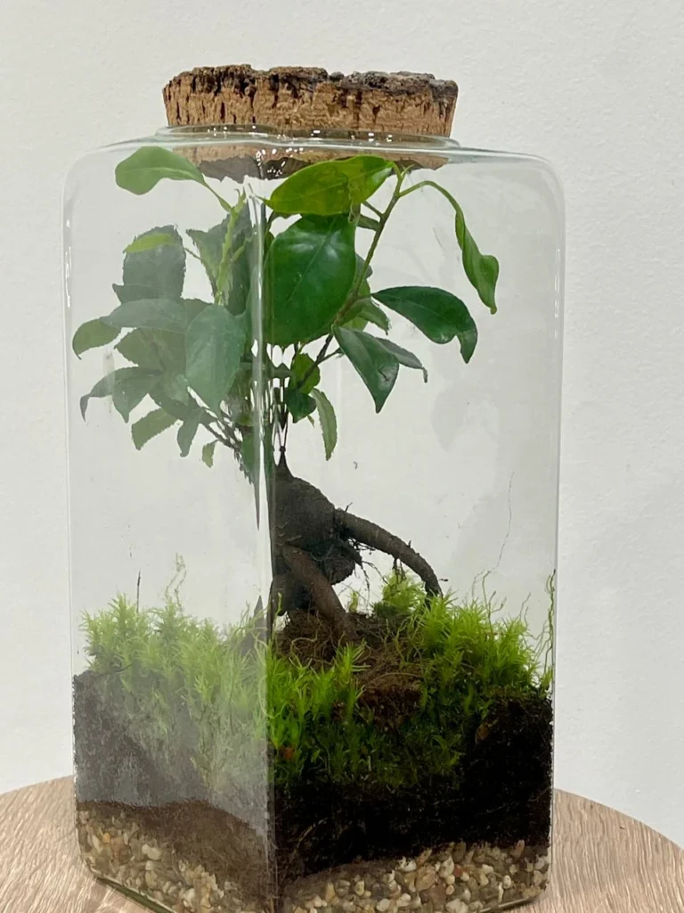 Terrarium Ficus Ginsen
