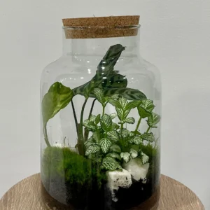 Terrari Fittonia Blanc – Jardí Tancat Elegant