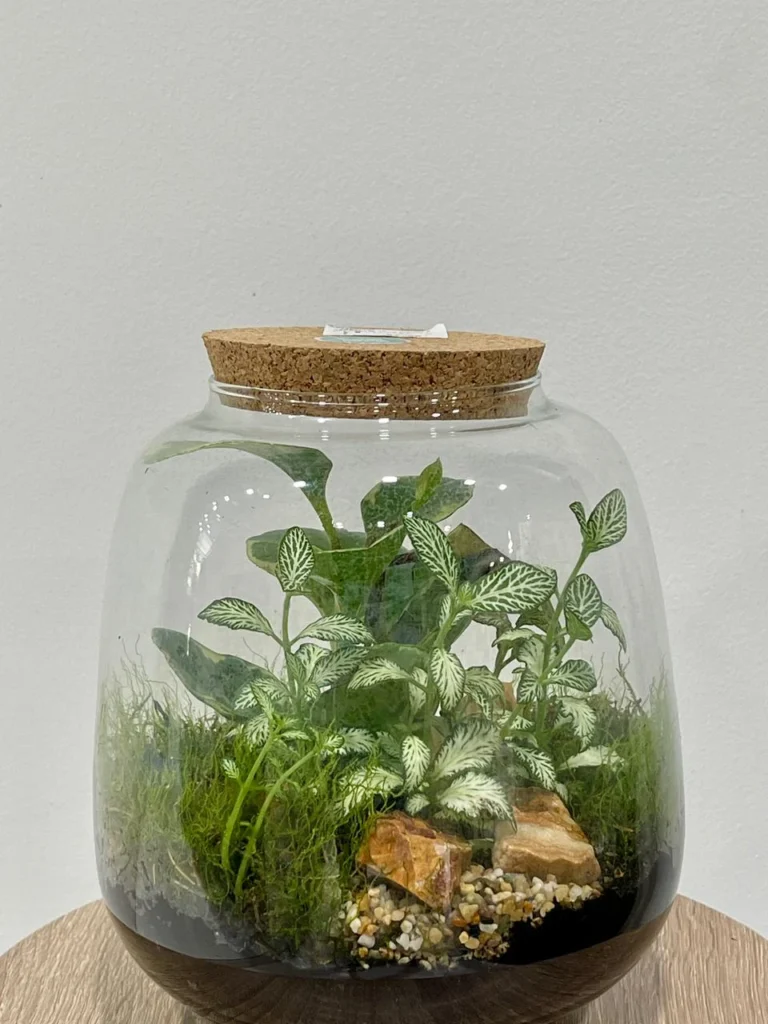 Terrari de plantes